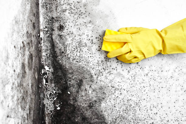 Best Crawl Space Mold Removal  in Tubac, AZ
