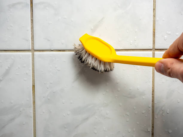 Best Black Mold Removal  in Tubac, AZ