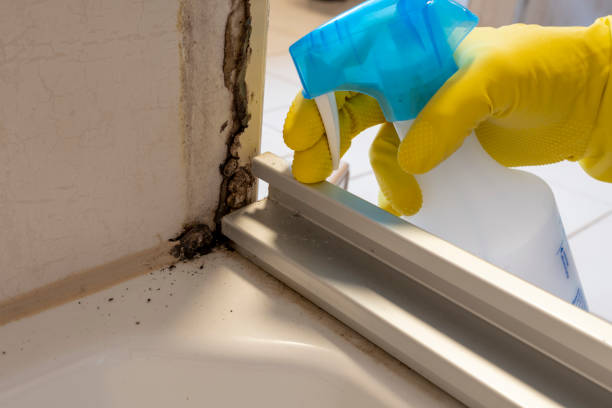 Mold Removal and Inspection in Tubac, AZ