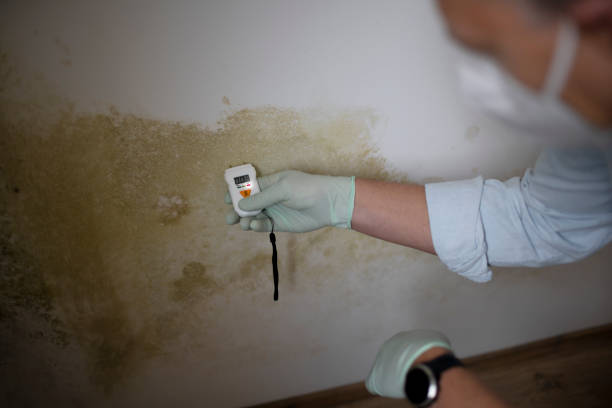 Best Mold Damage Repair  in Tubac, AZ
