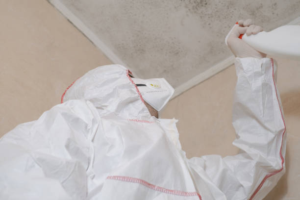 Best Mold Removal and Inspection  in Tubac, AZ