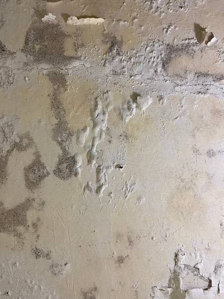 Crawl Space Mold Removal in Tubac, AZ