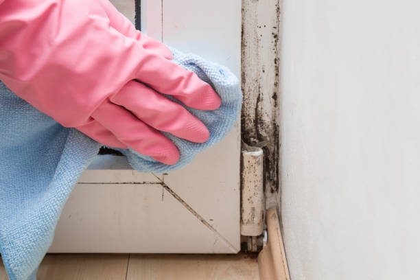 Best Black Mold Removal  in Tubac, AZ